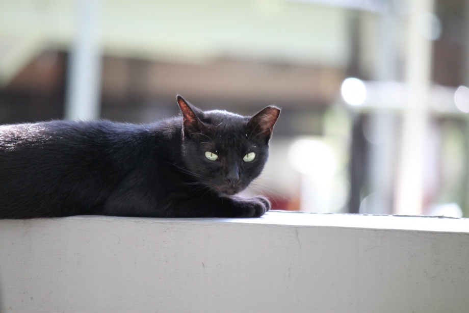Tilted Cat