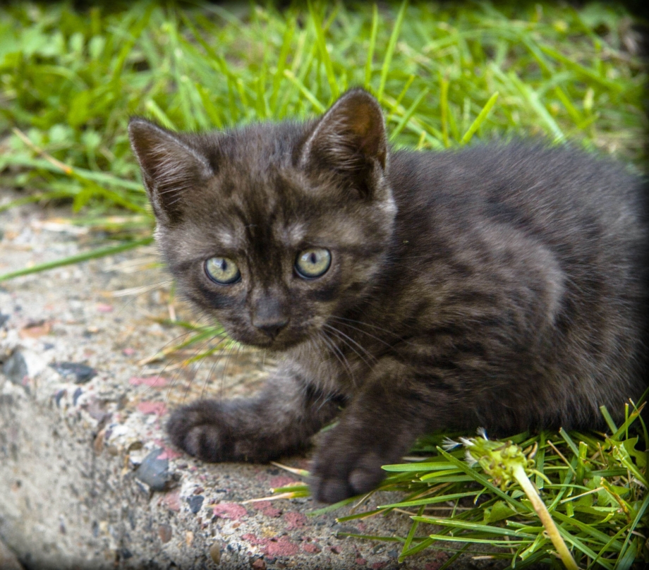 Черная полосатая кошка