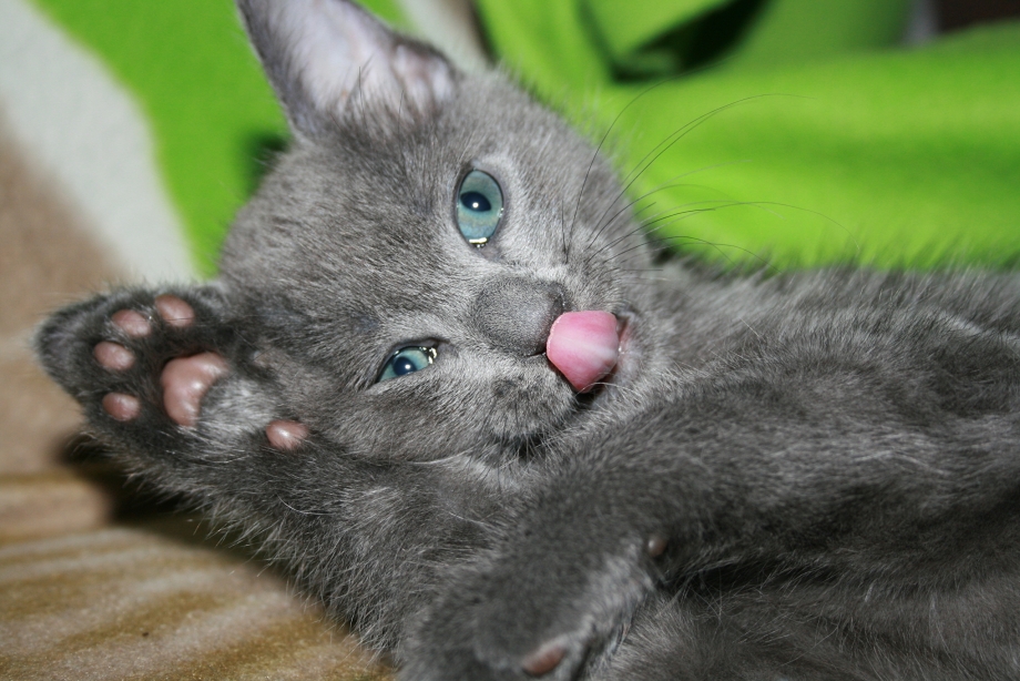 Серенький котенок