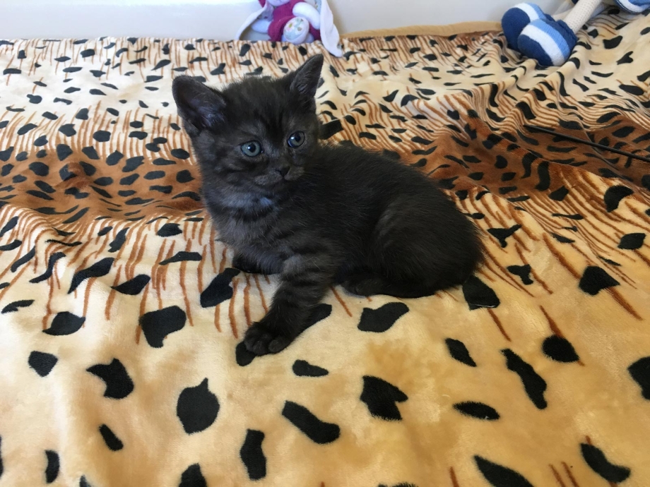 Темно дымчатый котенок
