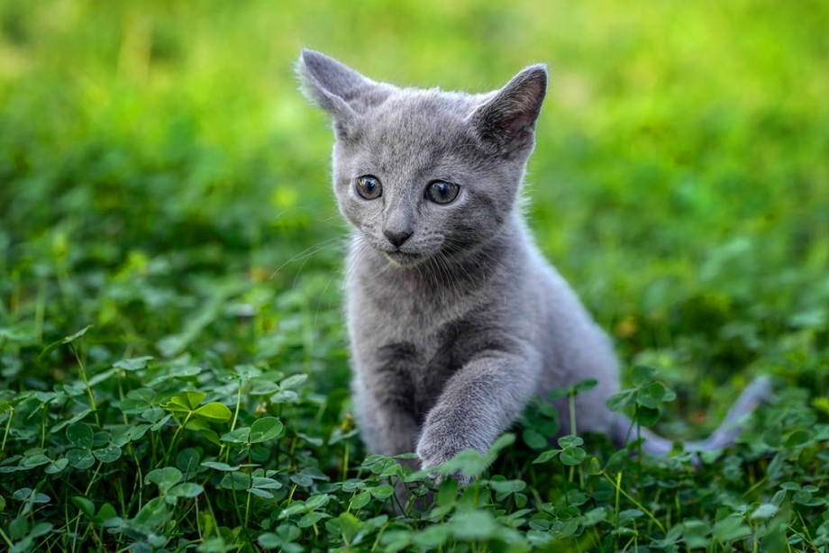 Русская голубая котенок
