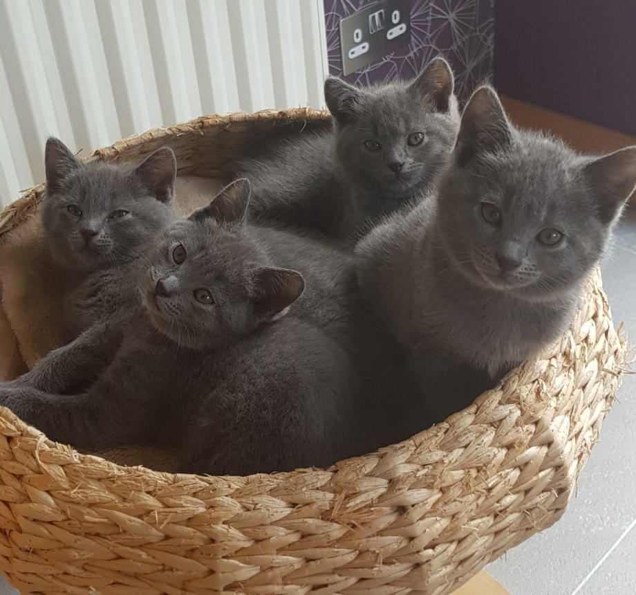 Фото дымчатых котят
