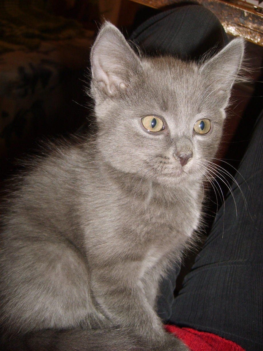 Дымчатый котенок