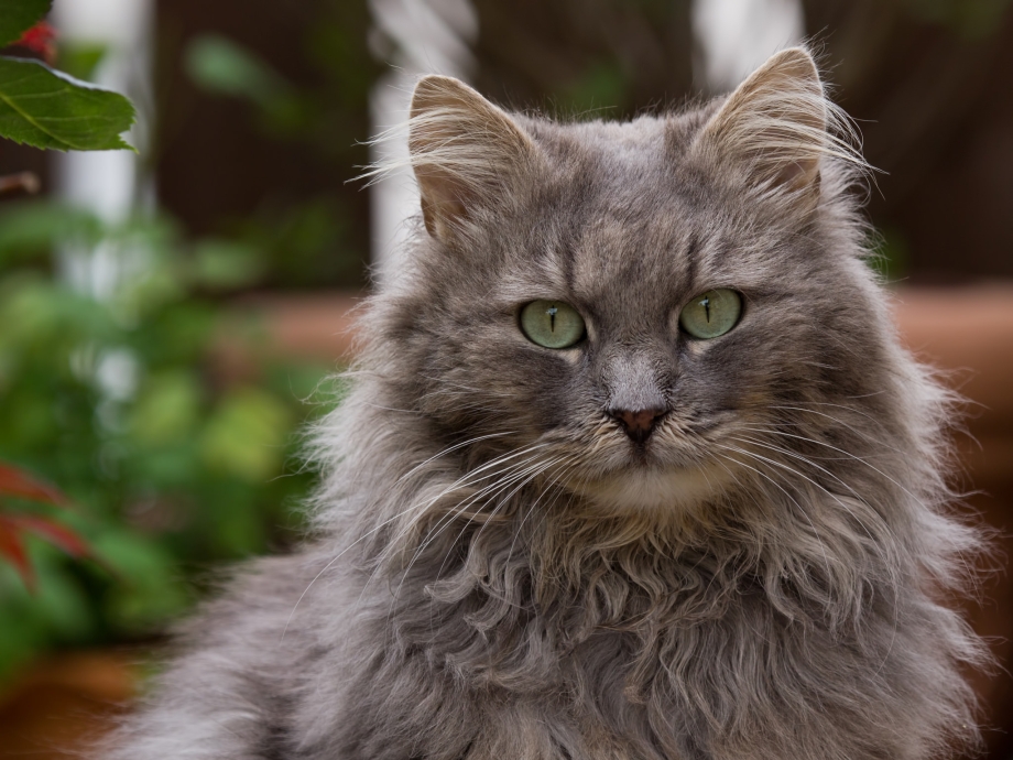 Сибирский длинношерстный кот