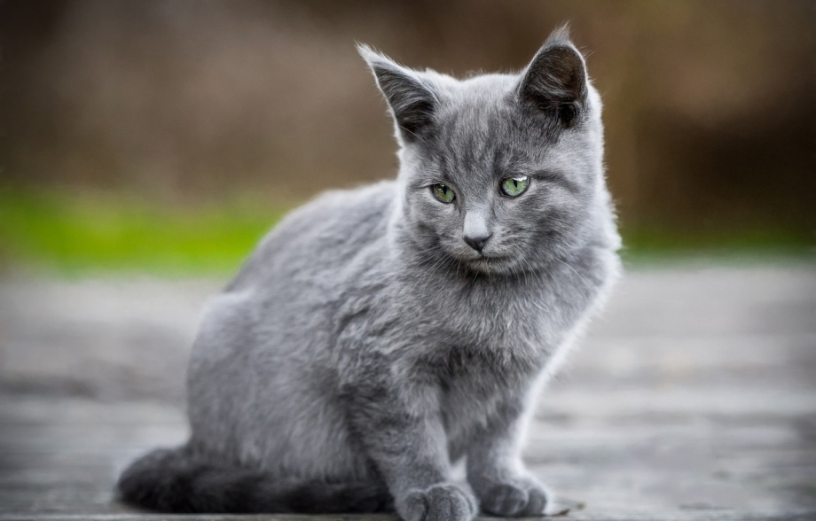 Дымчатая кошка