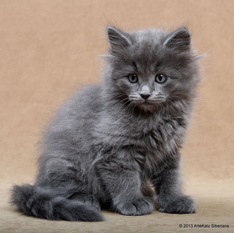 Сибирская кошка котята