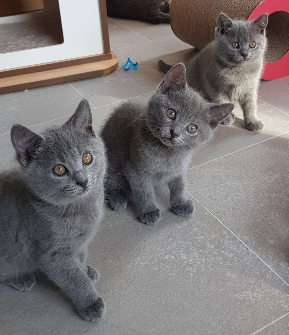 Котята дымчатого цвета