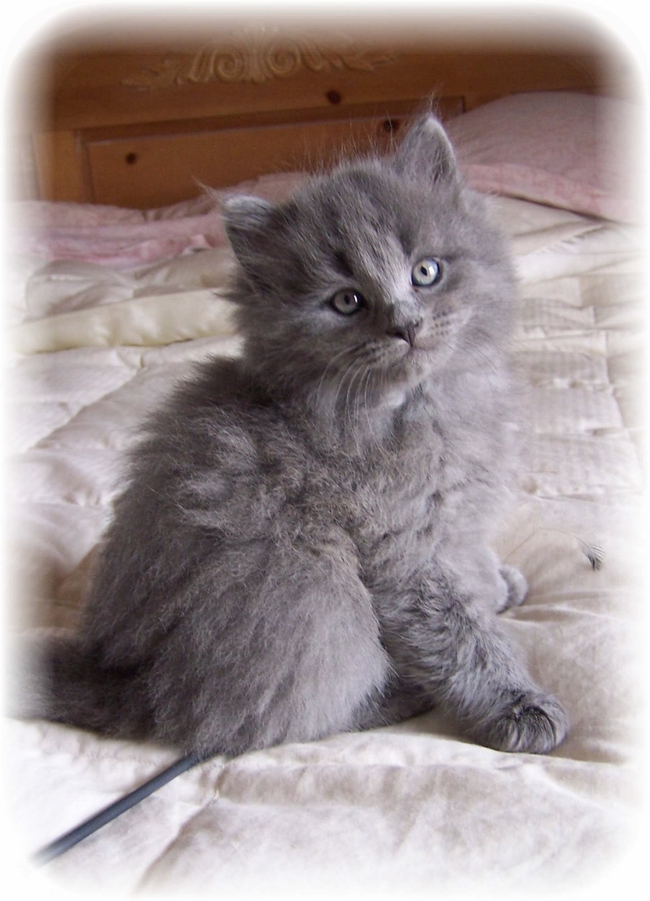 Сибирская кошка серая дымчатая