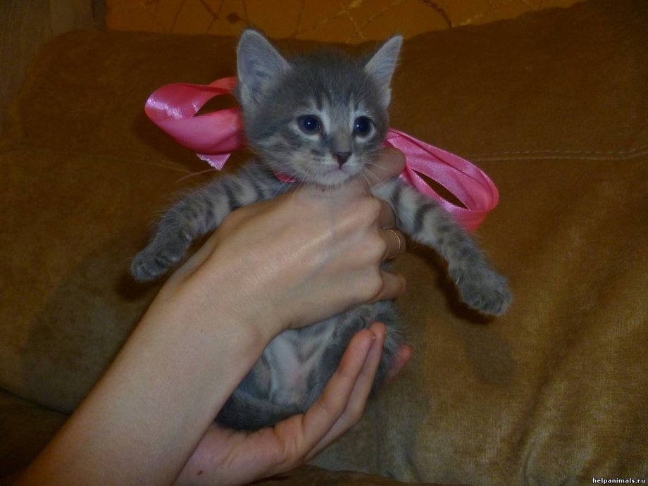 Смесь сфинкса с обычной кошкой котята