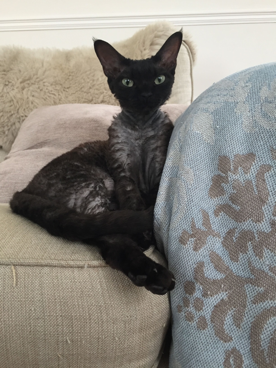 Гипоаллергенная кошка