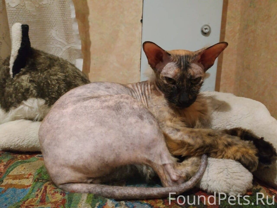 Сфинкс кот метис