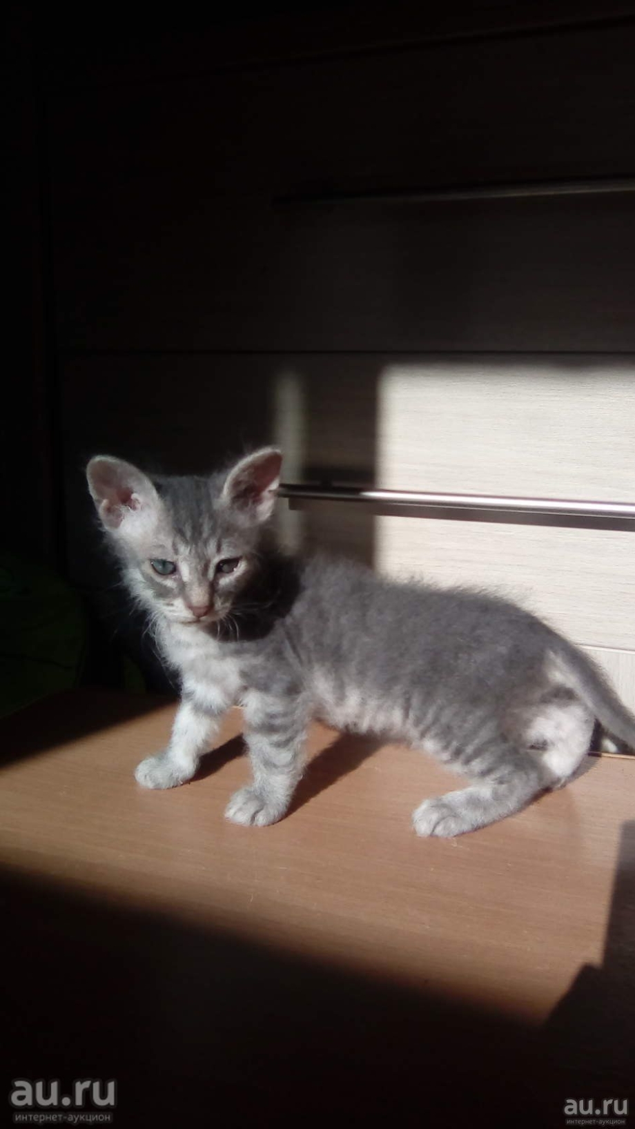 Сибирский кот и сфинкс