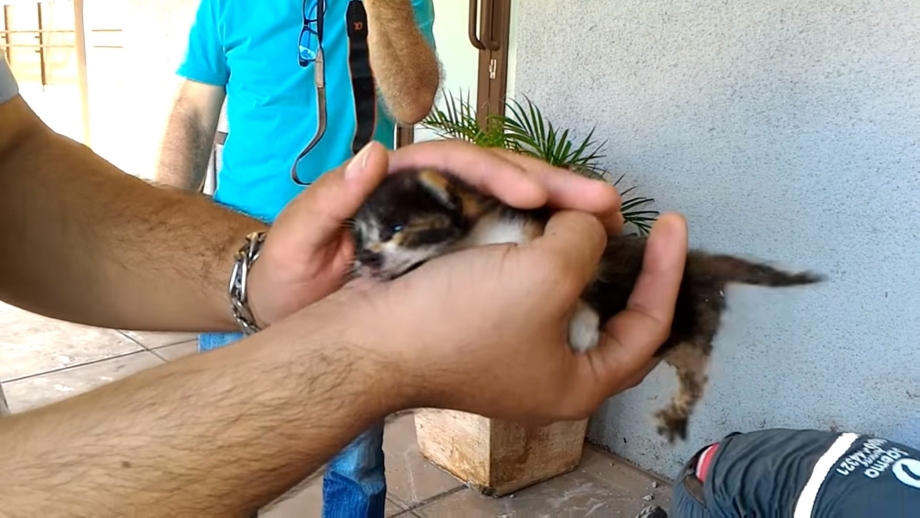 Пожарный спас котенка