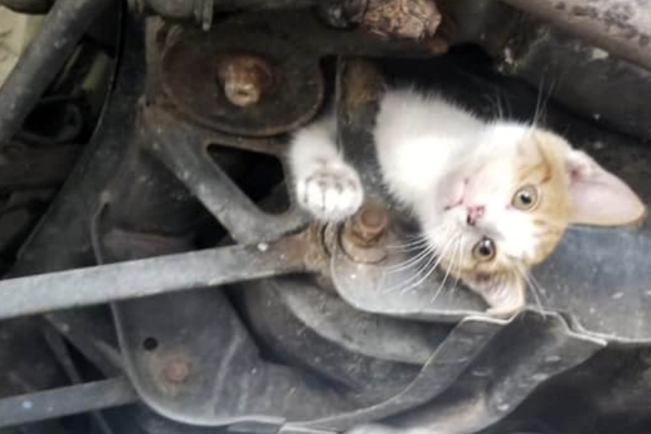 Котёнок спасается от дождя
