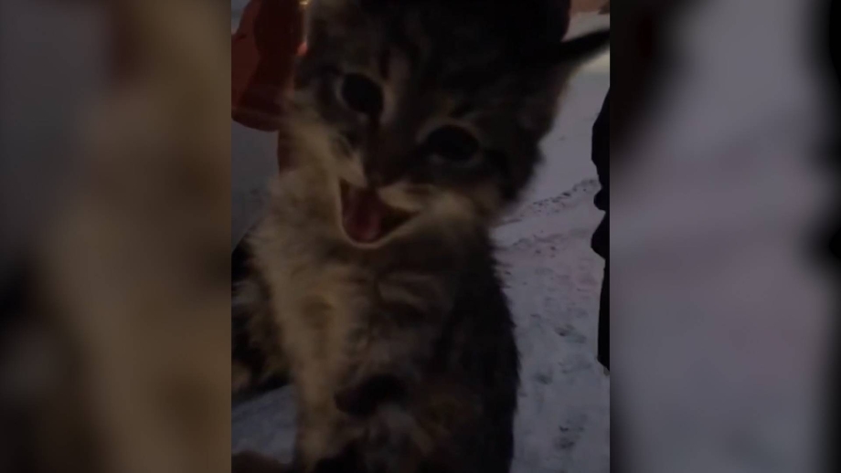 Котенок Дрейн
