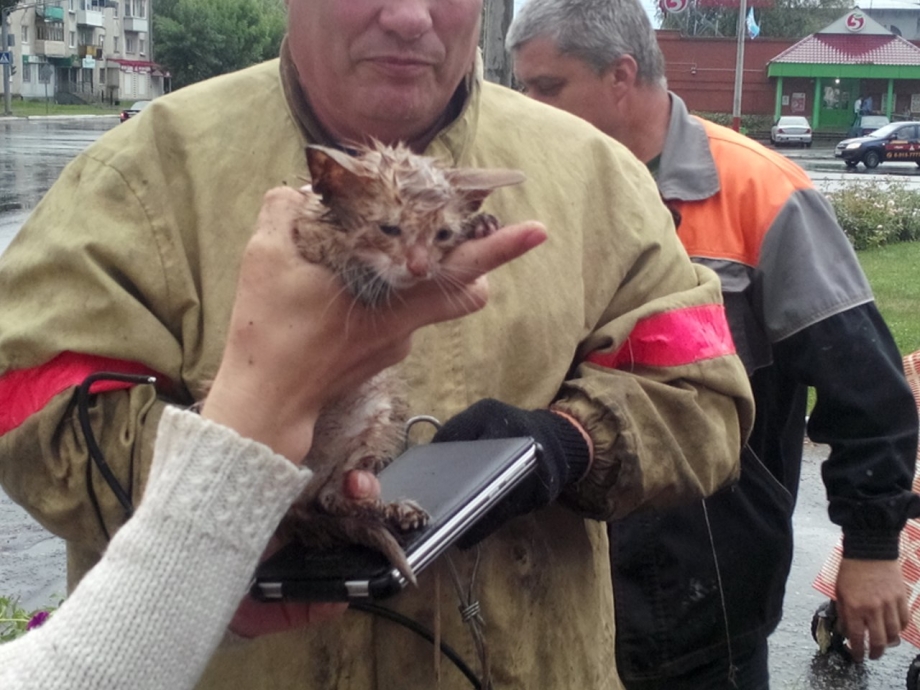 Пожарный спас кота