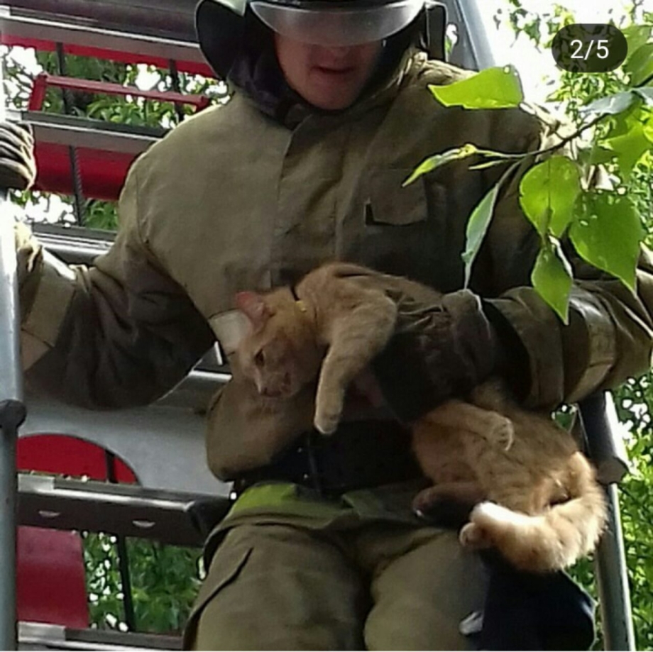 Спасение котенка из подвала