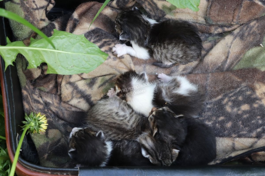 Спасение кота