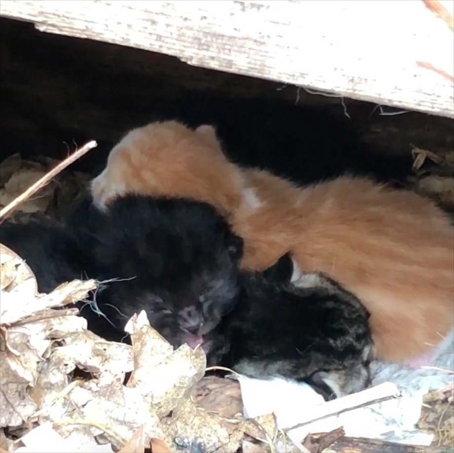 Пожарник спасает котенка