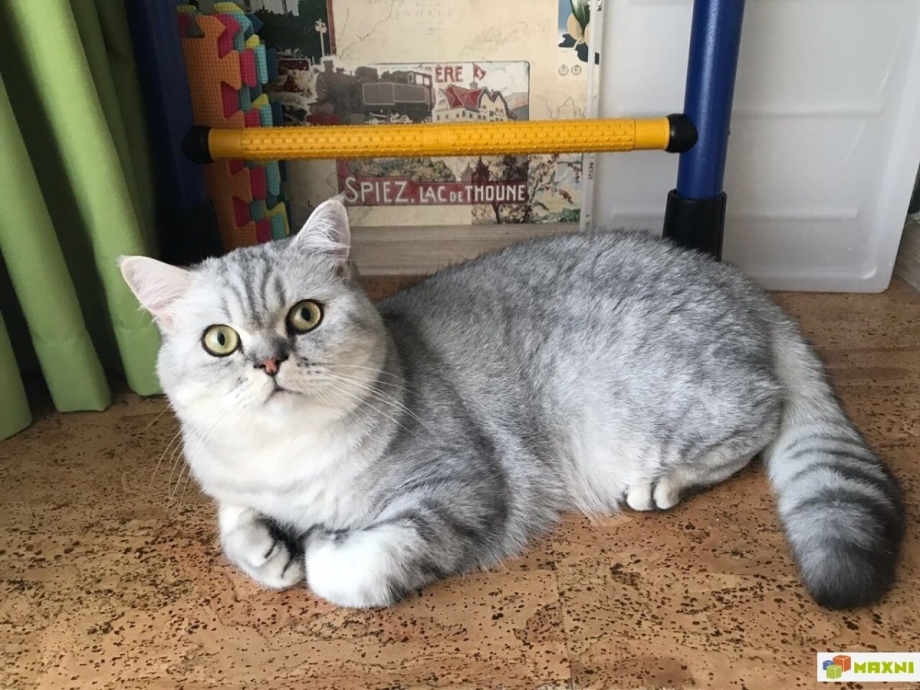 Шотландский скоттиш страйт вискас
