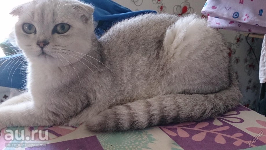 Шотландская вислоухая шиншилла