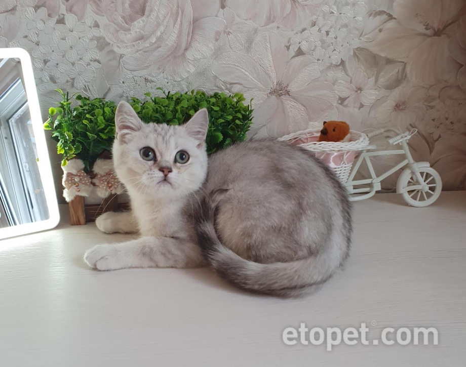 Кошка скоттиш страйт серебристая шиншилла