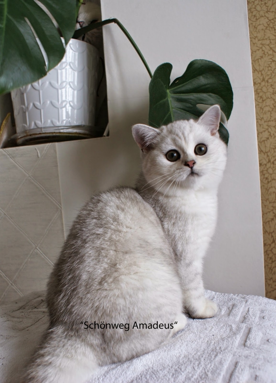 Британская шиншилла