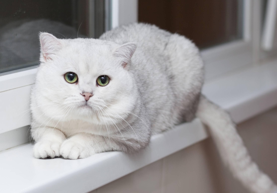 Шотландская короткошерстная шиншилла