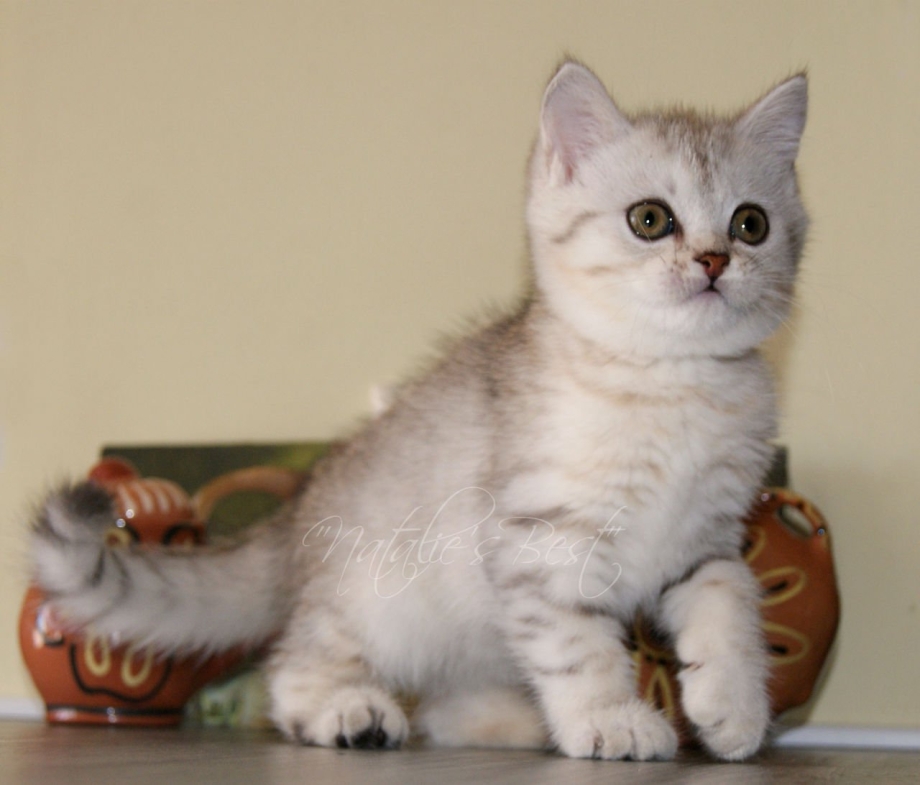 Шотландская прямоухая шиншилла