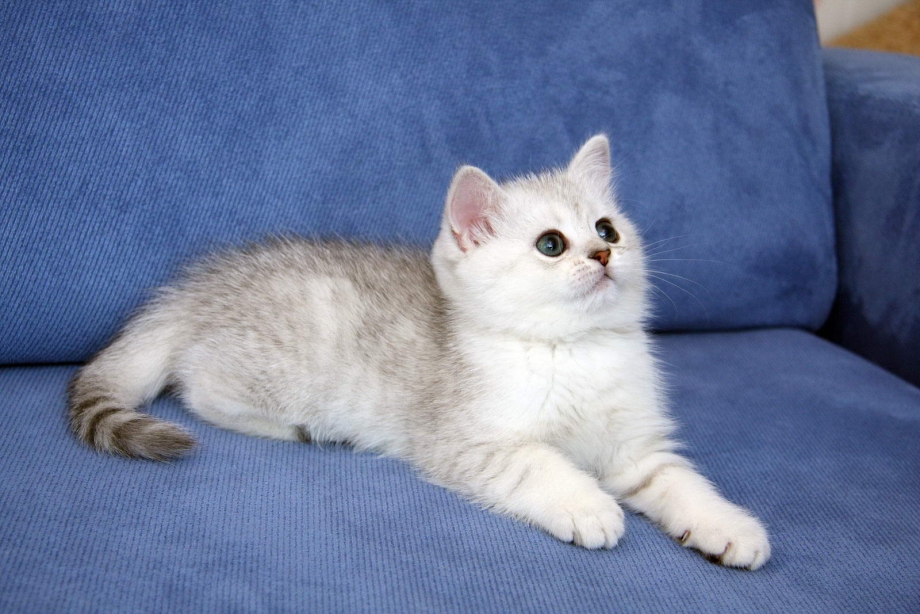 Шотландская короткошерстная шиншилла