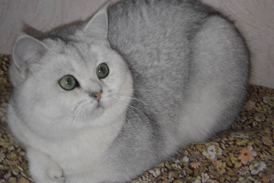 Британские коты окрас шиншилла