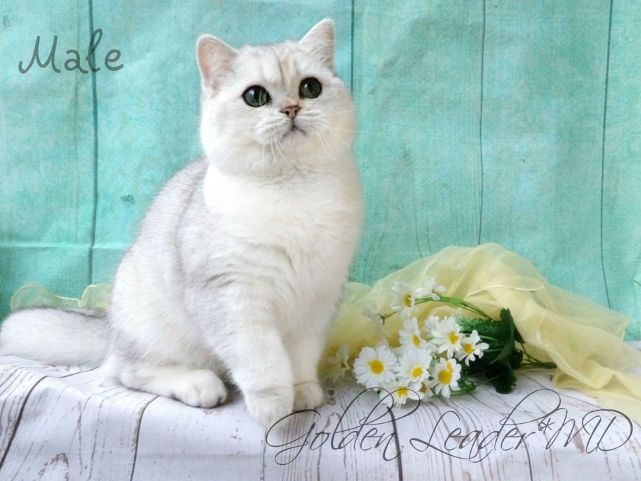 Британский кот серебристая шиншилла