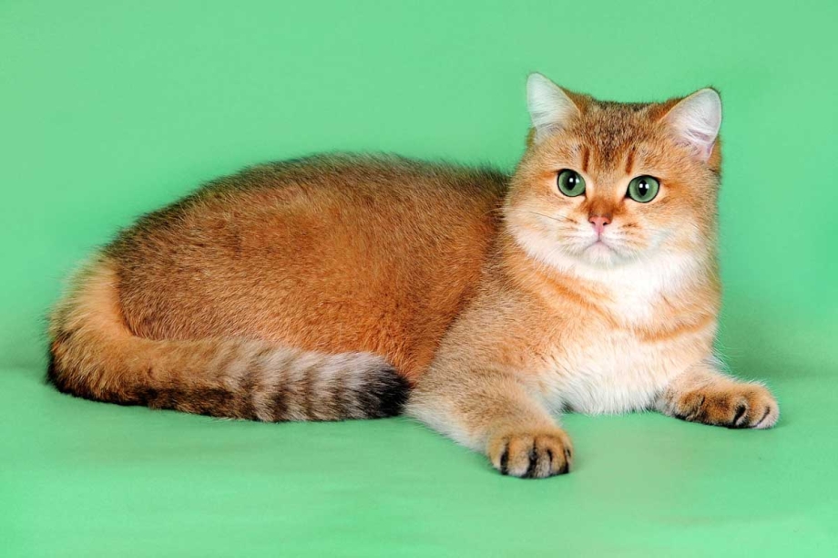 Шотландская Золотая шиншилла