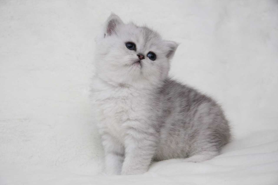 Британская короткошёрстная кошка шиншилла серебристая