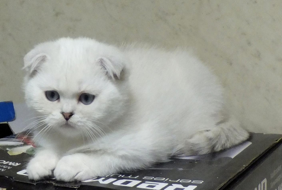 Вислоухий кошка белая шиншилла с прямыми ушами