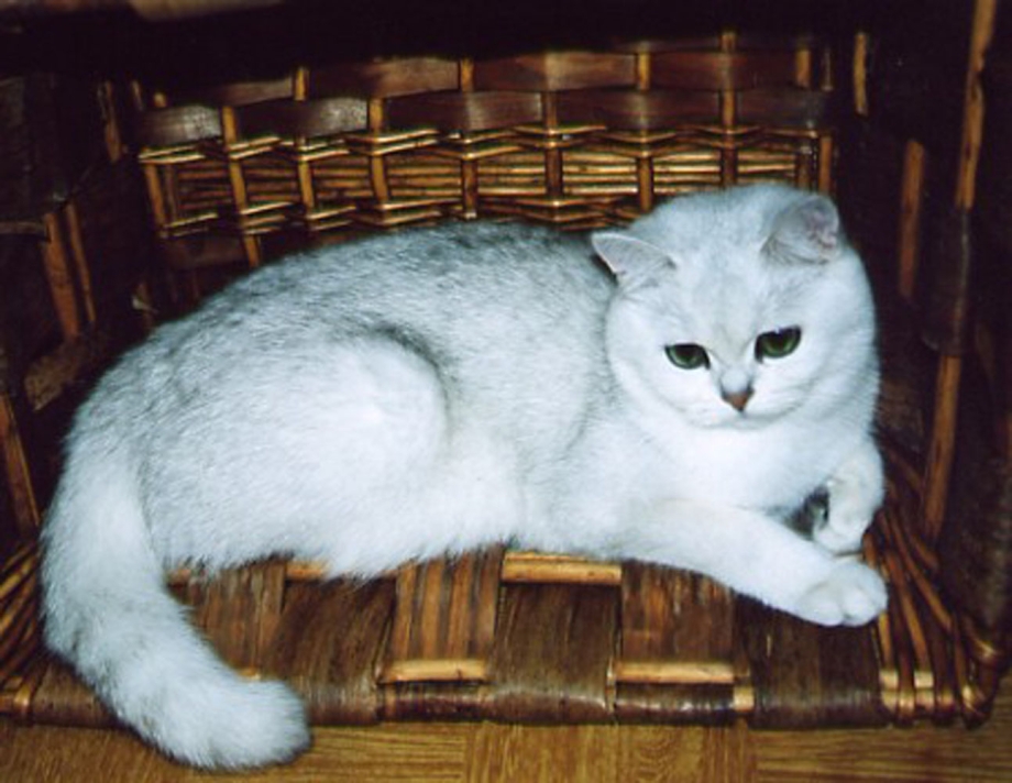 Шотландская Сибирская шиншилла