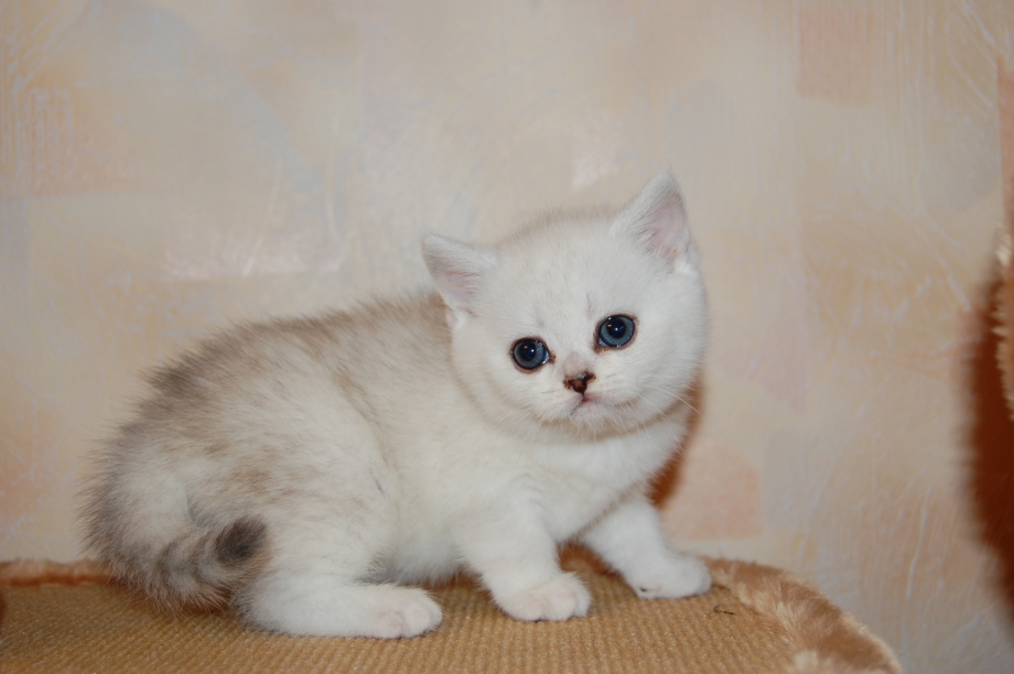 Котята Шотландские прямоухие шиншилла