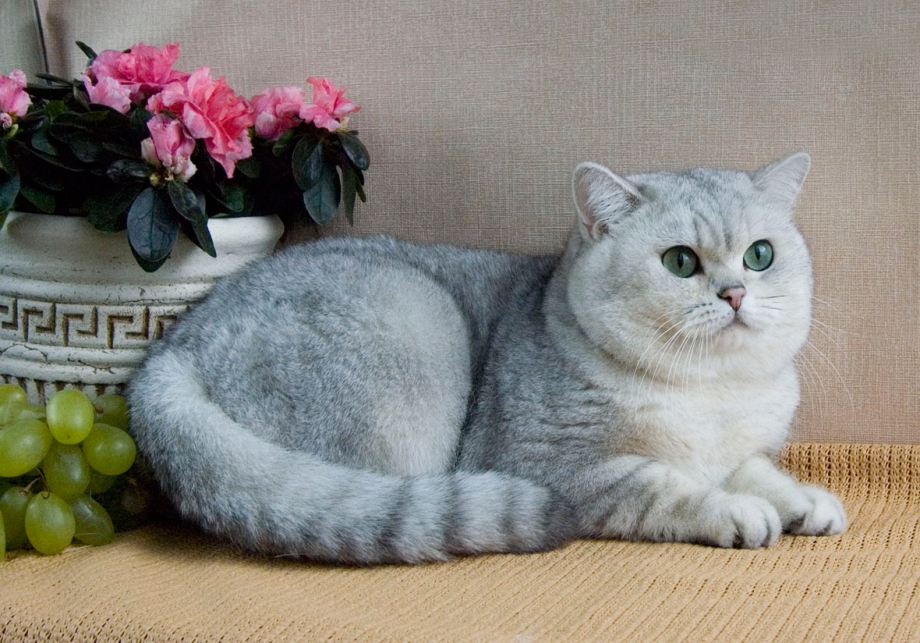 Британская шиншилла серебристая затушеванная