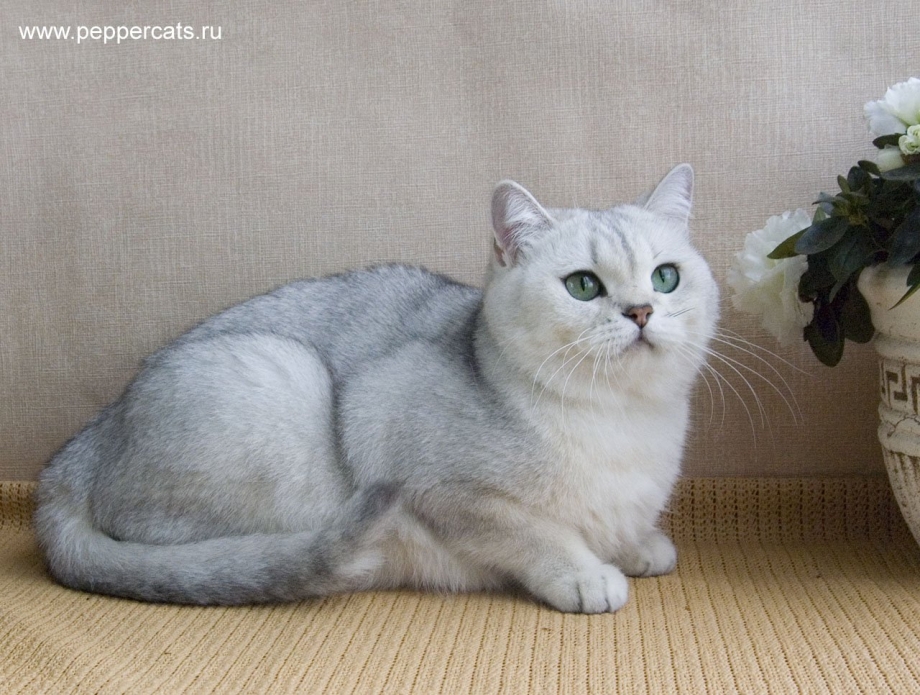 Британская короткошёрстная шиншилла