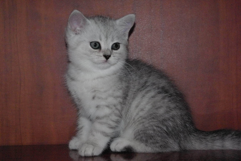 Британские котята окрас шиншилла