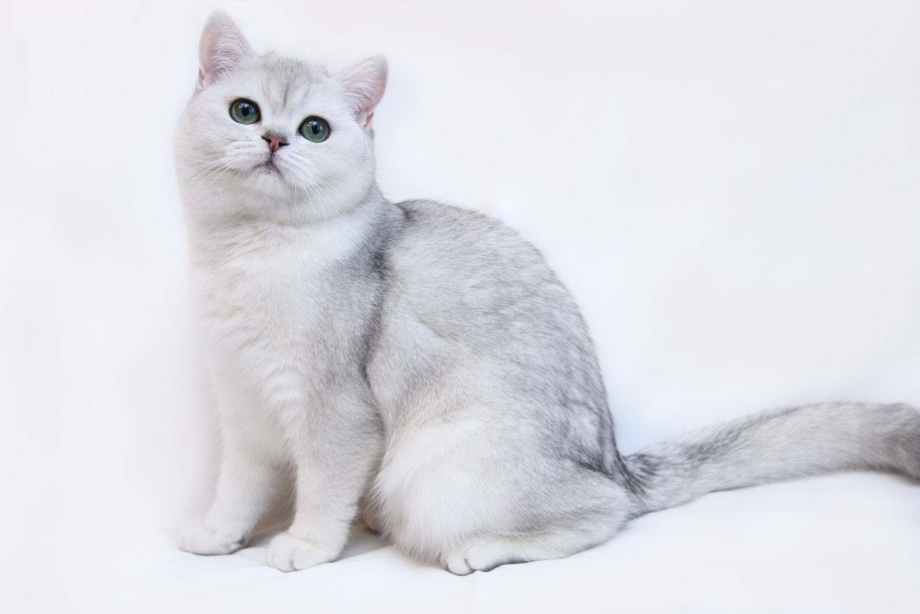 Британская короткошёрстная шиншилла