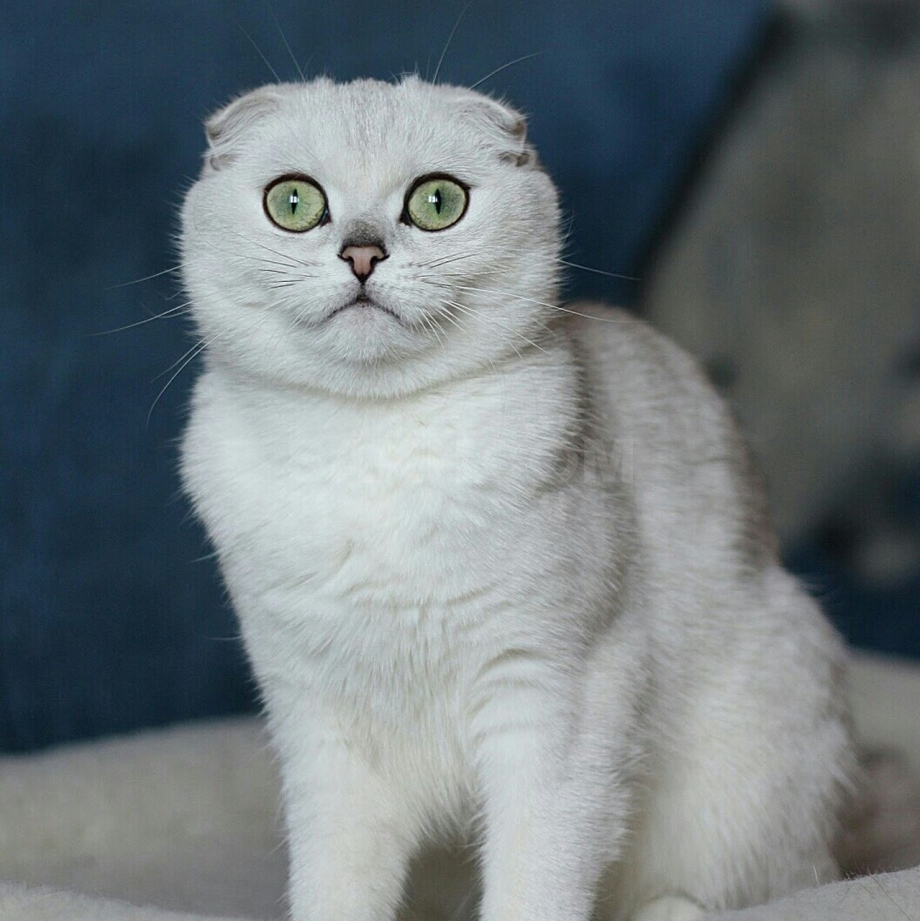 Шотландская вислоухая шиншилла
