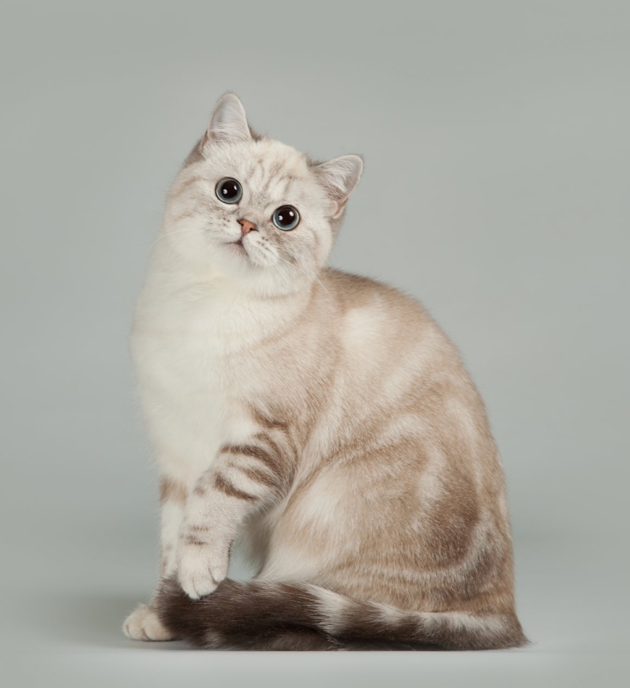 Шотландская скоттиш страйт шиншилла