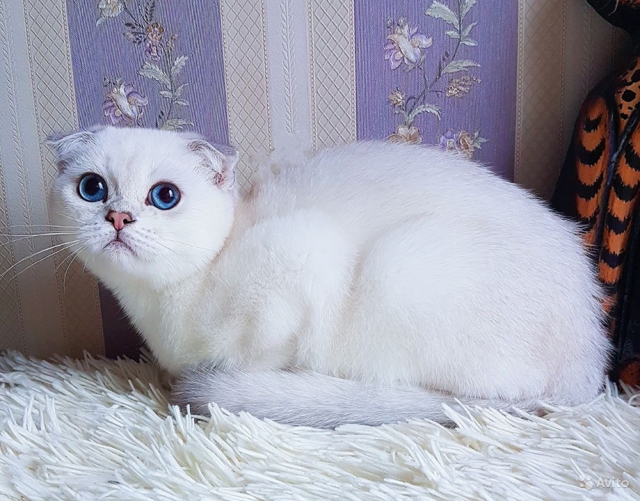 Британская серебристая шиншилла