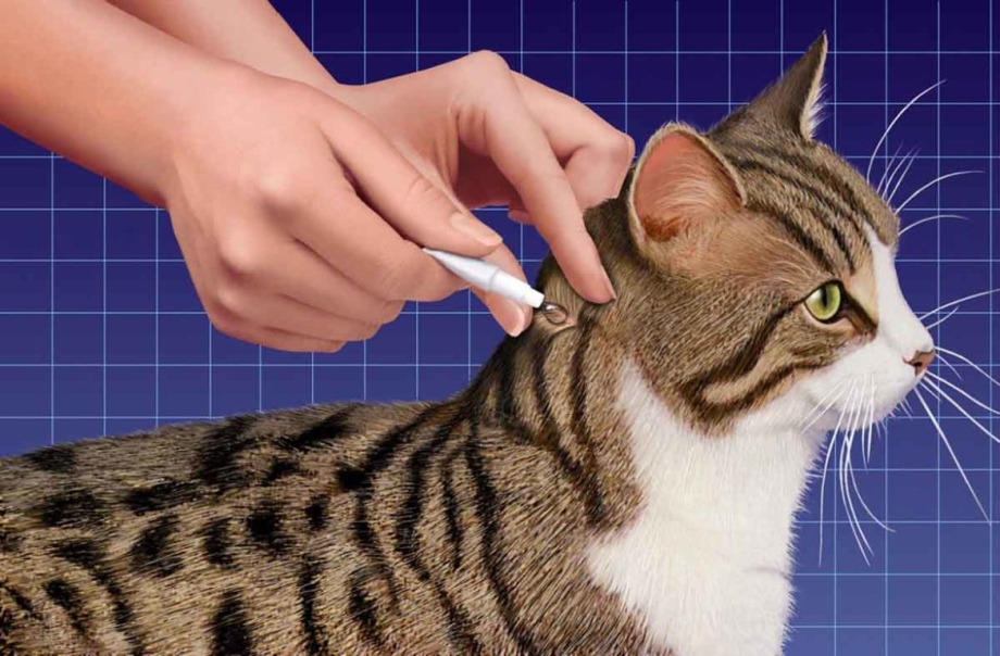 Вакцинация кошек место введения