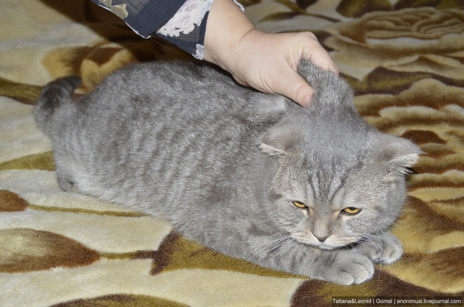 Инъекция коту внутримышечно