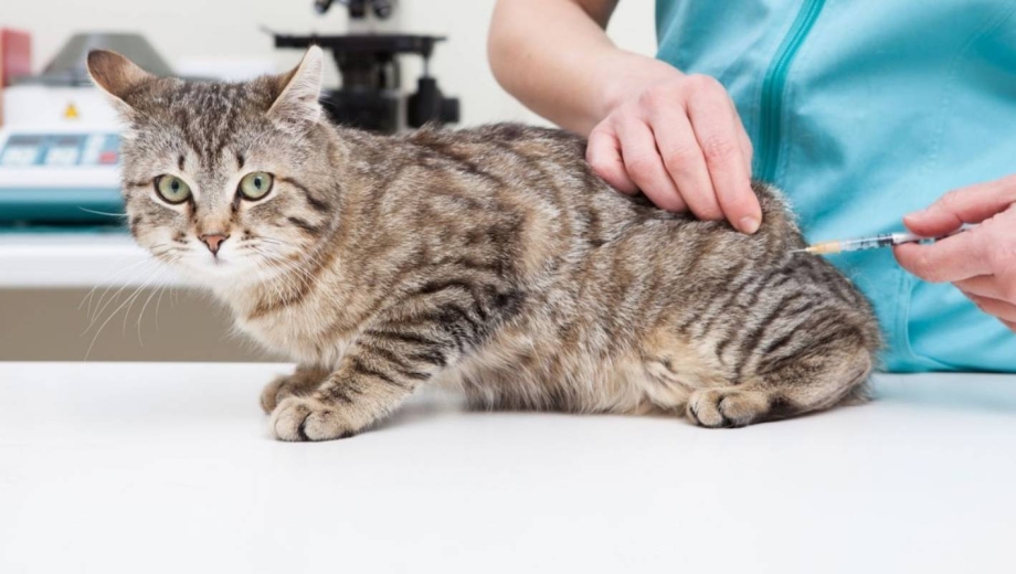 Вакцинация котят