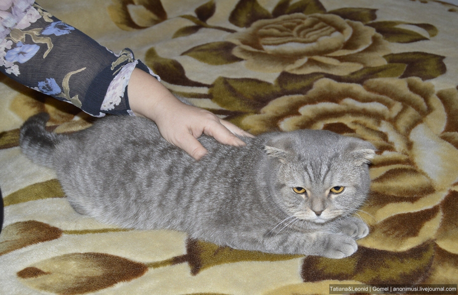 Вакцинация кошек