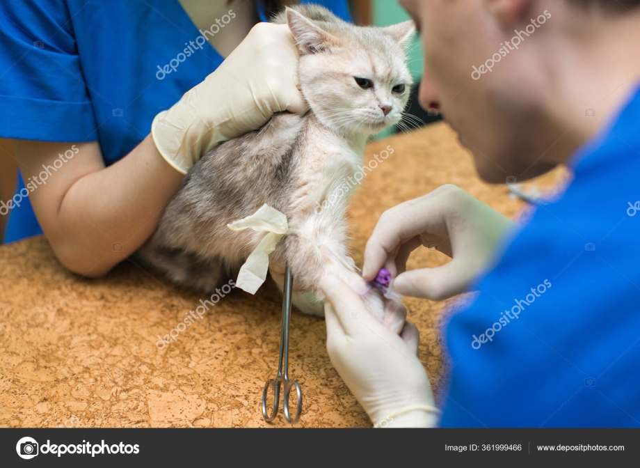 Холка у кота
