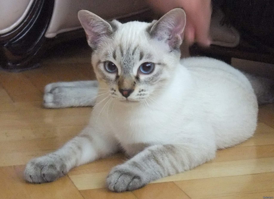 Тайский кот табби Пойнт